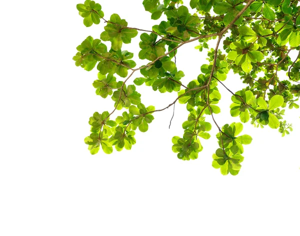Gyönyörű, zöld levelek — Stock Fotó