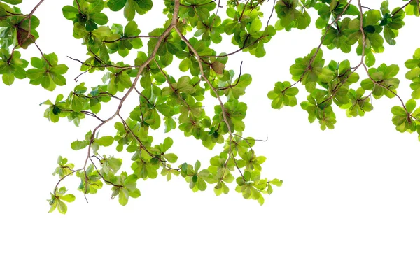 Красиві зеленого листя — стокове фото