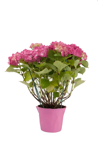Roze hortensia bloemen in een roze pot (vooraanzicht) — Stockfoto