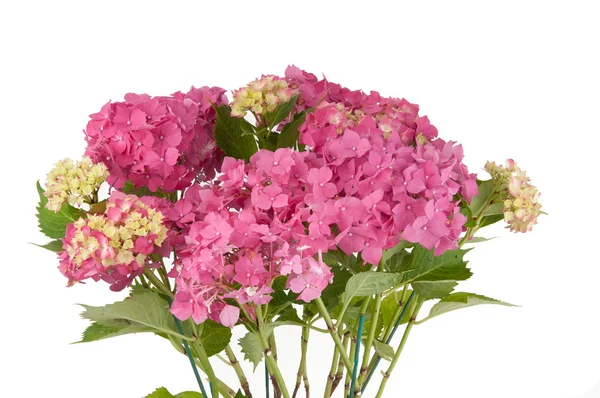 Flores de hortênsia (apenas flores ) — Fotografia de Stock