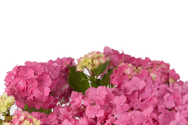 Hortenzia virágok (zoom) — Stock Fotó