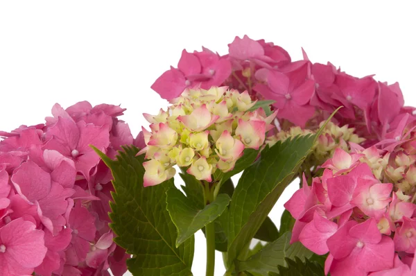 Sarı ve pembe ortanca çiçek (closeup görünümü)