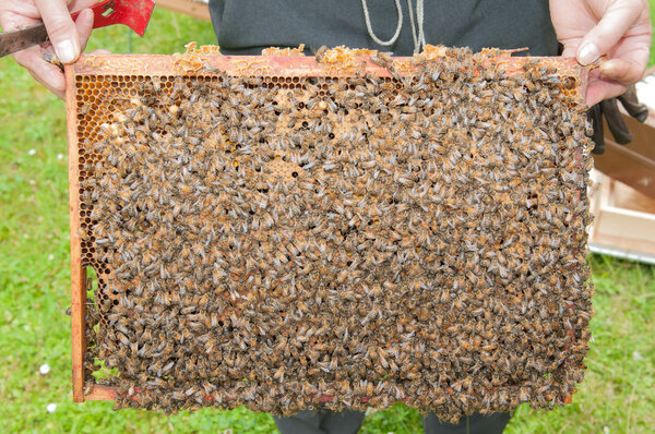 Beekeeper showing the top-bar beehive with a lot of bees