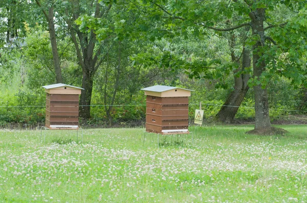Beekeeping in green park — Stock Photo, Image