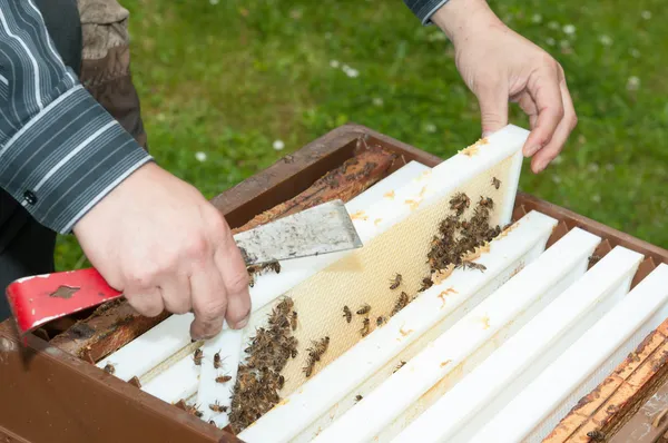Méhész eltávolítása a top-bar méhkas Stock Fotó