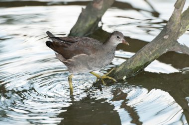 genç ortak moorhen