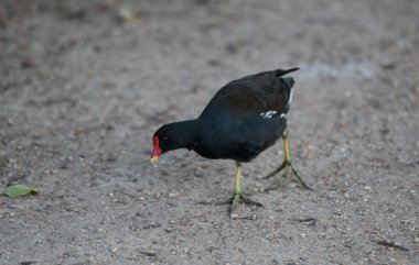 moorhen yere