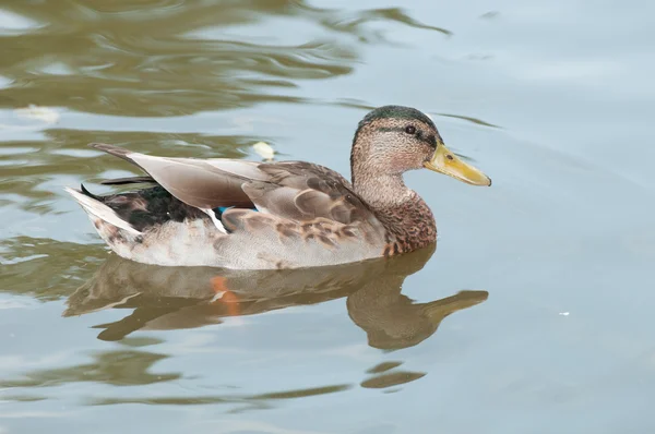 Pato fêmea nadando na lagoa — Fotografia de Stock
