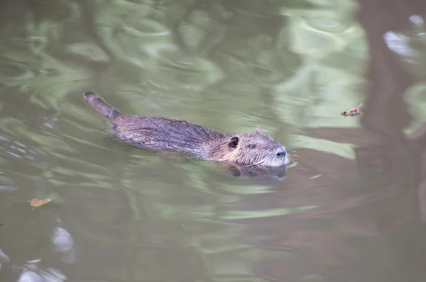 Coypu nadando en el estanque — Foto de Stock