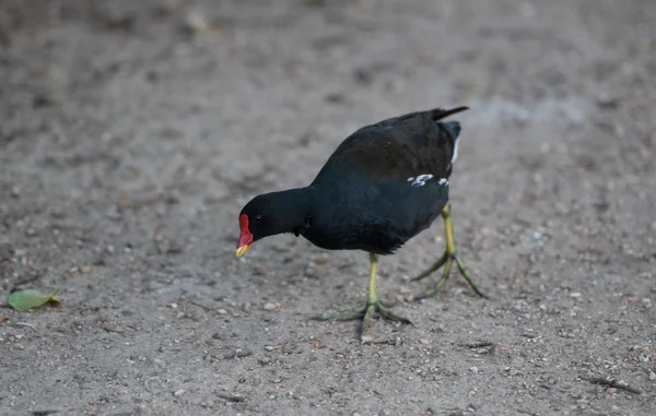 stock image Moorhen on the ground