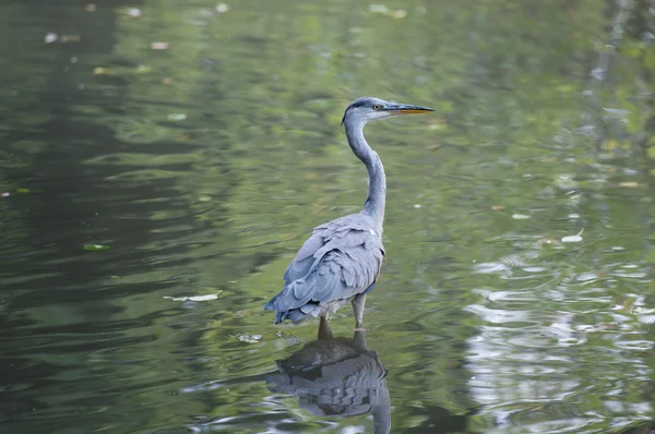 회색 헤론 서 연못에 — 스톡 사진