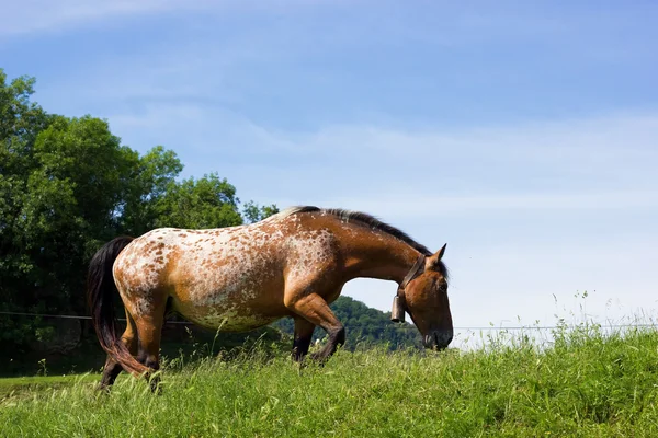 Krásný hnědý kůň na farmě — Stock fotografie
