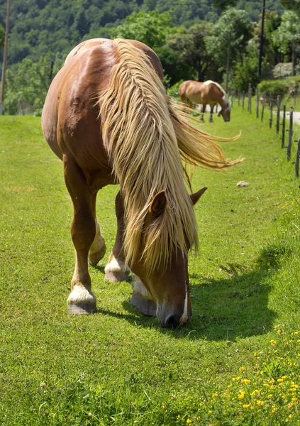 Mooi bruin paard op boerderij — Stockfoto