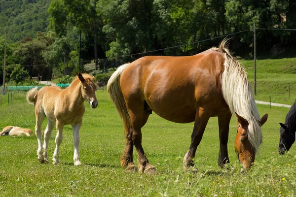 Krásný hnědý kůň na farmě — Stock fotografie