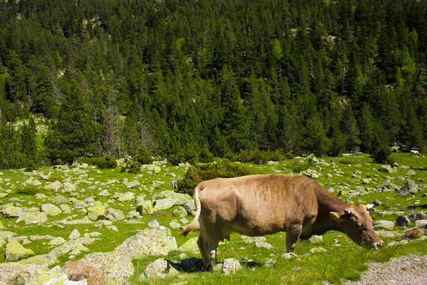 Vacas pastando en un campo verde — Foto de Stock