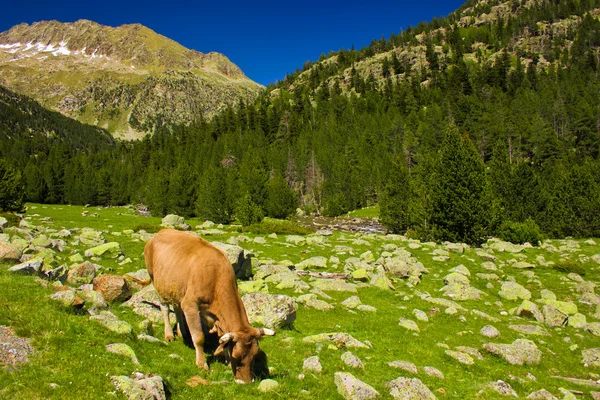 奶牛在绿地上吃草 — 图库照片