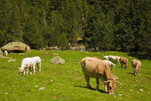 Krávy pasoucí se na zeleném poli — Stock fotografie