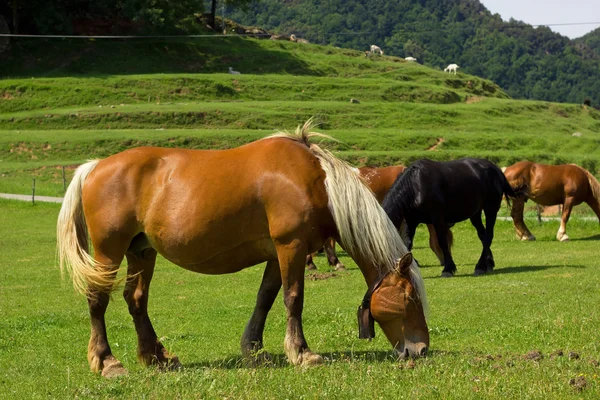 Лошадь в деревне — стоковое фото