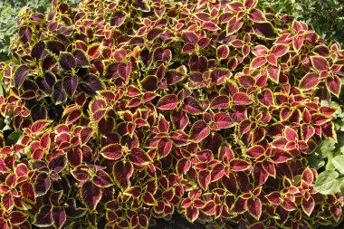 Coleus