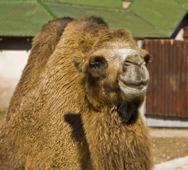 Head of Camel — Stock Photo, Image