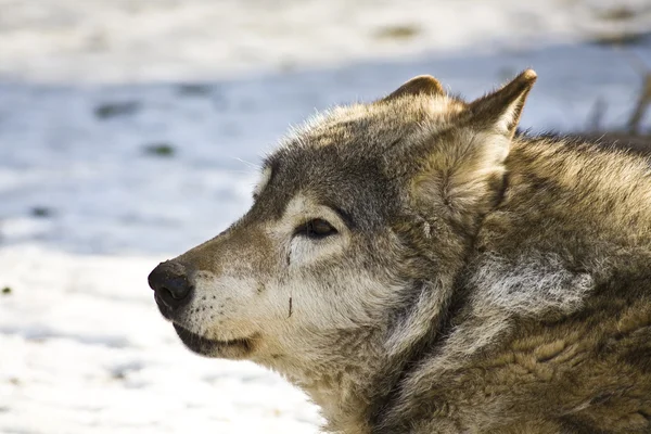 オオカミの頭部 — ストック写真
