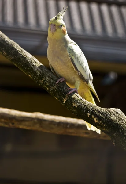 Papoušek kakadu — Stock fotografie