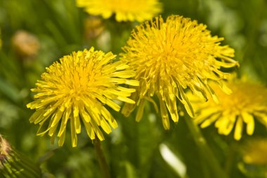 Sarı dandelions