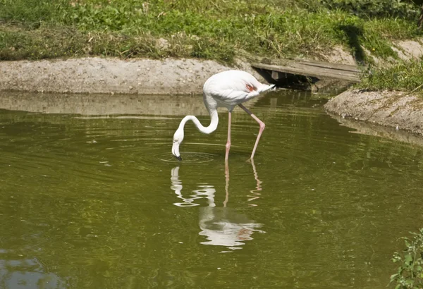 Weißer Flamingo — Stockfoto