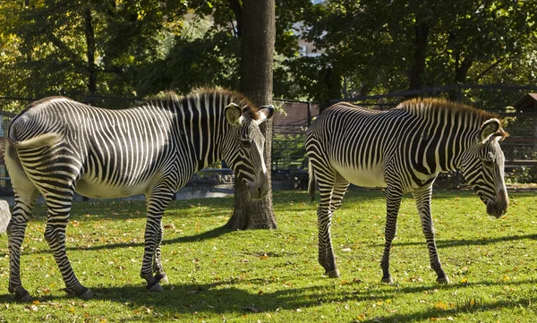 Due zebre — Foto Stock