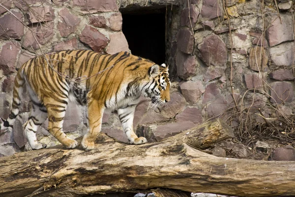 Tygr chůze — Stock fotografie
