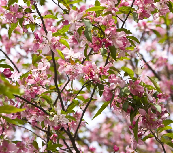 분홍 벚꽃 — 스톡 사진