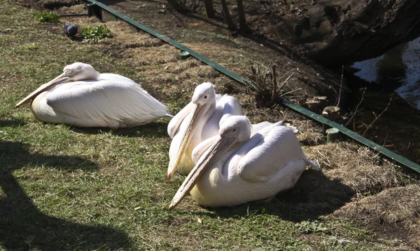 Drie pelikanen — Stockfoto