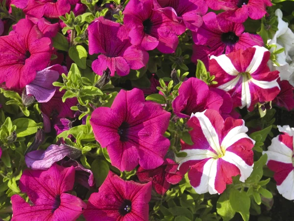 Petunie różowy — Zdjęcie stockowe