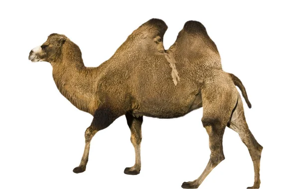 Camello aislado —  Fotos de Stock
