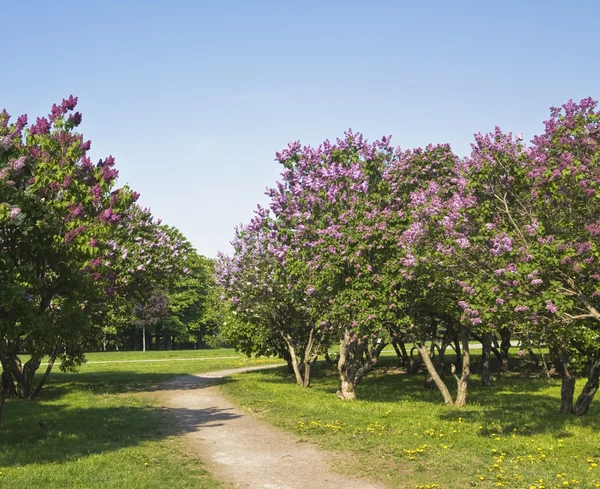 Jardín lila — Foto de Stock