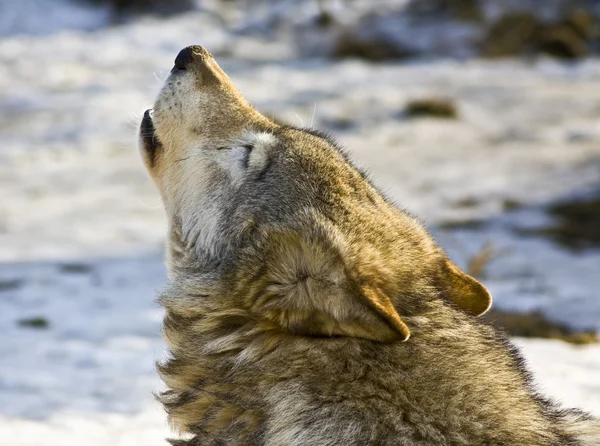 大灰狼的头 — 图库照片