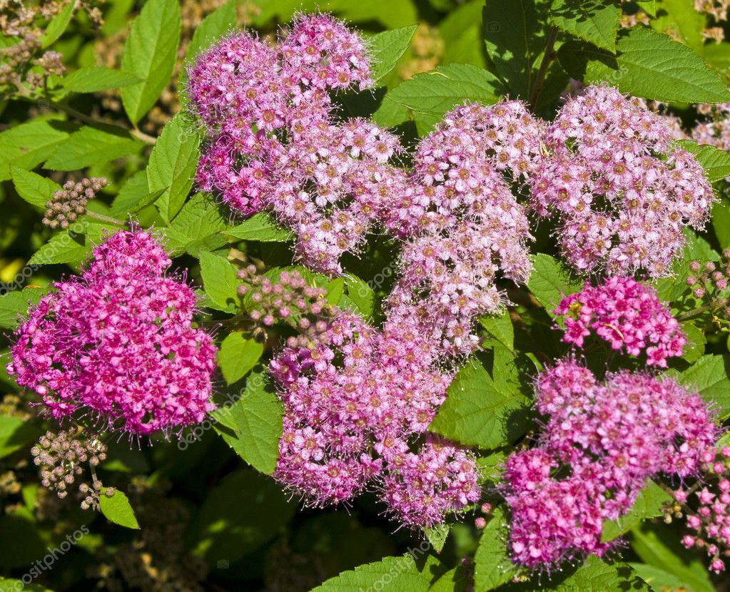 Japanese Spirea Stock Photo By C Afonskaya