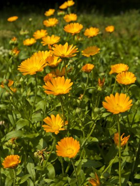 Calendula officinalis clipart