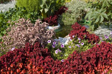 Flowerbed with coleus clipart