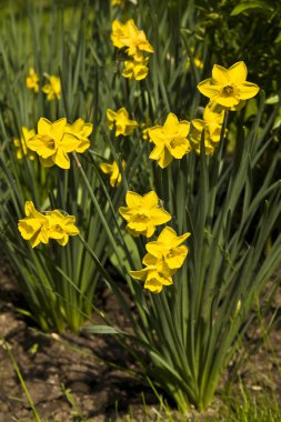 Sarı narcissuses