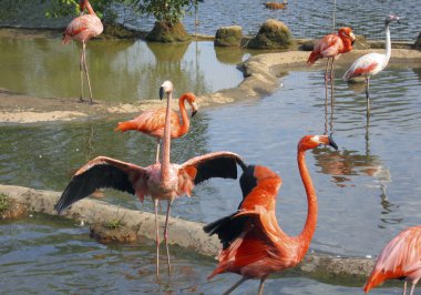 pembe flamingo