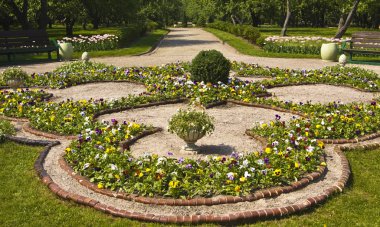 Hercai Menekşe (viyola üç renkli ile flowerbed)