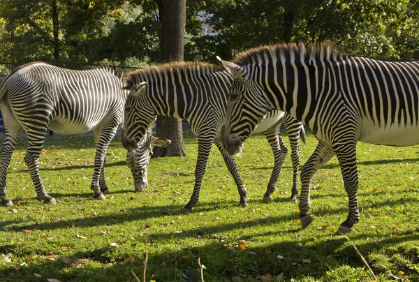 Tre zebre — Foto Stock