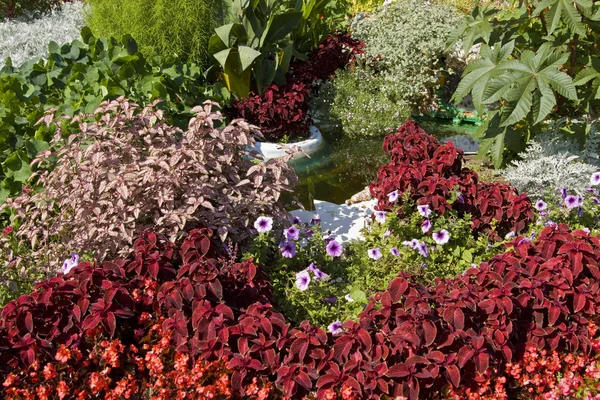 stock image Flowerbed with coleus