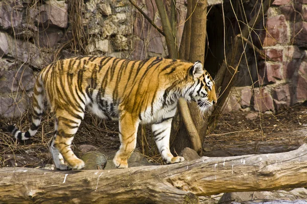 Tigre en el árbol — Foto de Stock