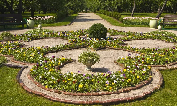 Hercai Menekşe (viyola üç renkli ile flowerbed) — Stok fotoğraf