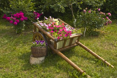 satır başı çiçeklerle yapılan flowerbed