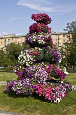 petunyaların ile orijinal flowerbed