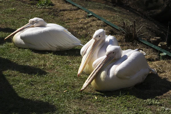 Trzy pelikany — Zdjęcie stockowe
