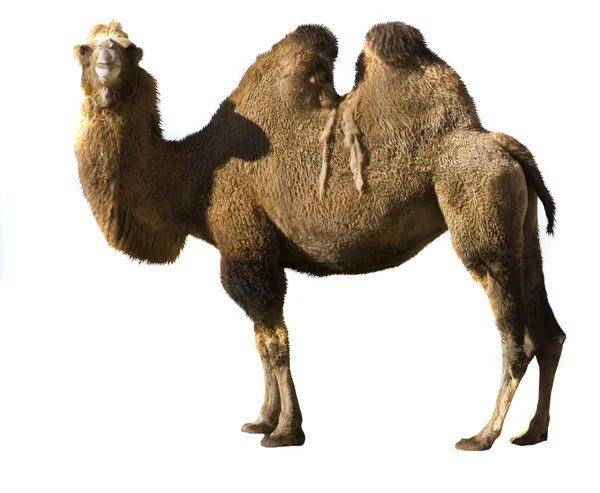 Бактрийский верблюд — стоковое фото